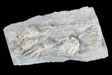 Crinoid Fossils ( Species) - Gilmore City, Iowa #88853-2